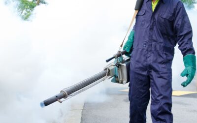 Comprehensive Fumigation and Pest Control Services by Spotless Cleaning Bee